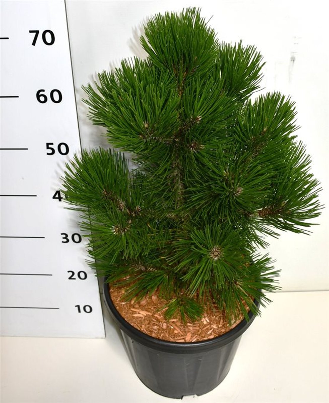 Pinus heldreichii 'Malinki' - C12 40-50 CM